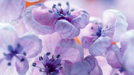 Delicate Shades of Purple Blooms wallpaper