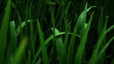 Lush Green Grass Glimmering with Dew Drops wallpaper
