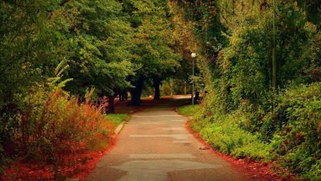 Autumn Pathway in Tranquil Park wallpaper