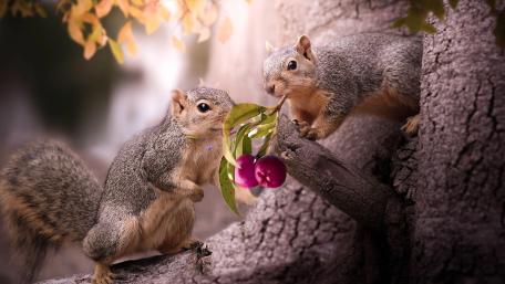 Adorable Squirrels Sharing a Treat wallpaper