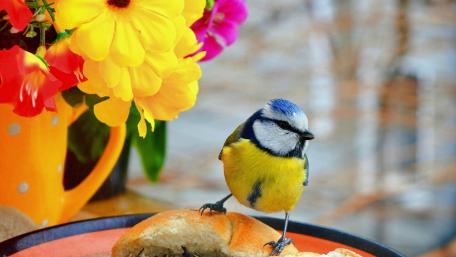 Colorful Bird Perched Among Flowers and Food wallpaper