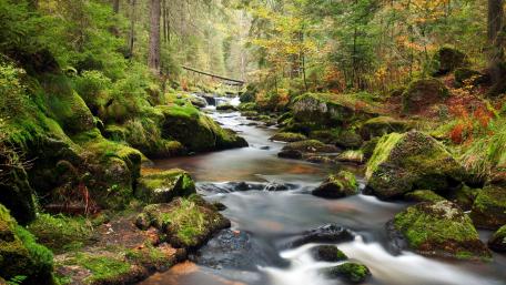 Tranquil Forest Creek in Autumn Colors wallpaper