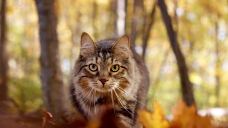 Autumn Cat in Focus wallpaper