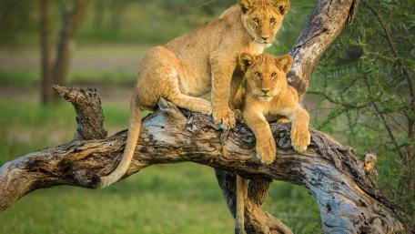 Majestic Lion Cubs on a Tree Branch wallpaper