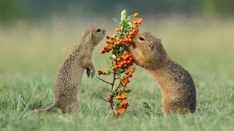Playful Squirrels Enjoying Berries in Nature's Bounty wallpaper
