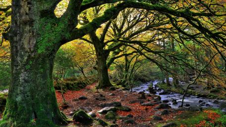 Serene Autumn Forest by the Brook wallpaper