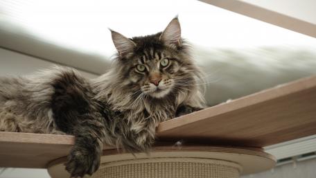 Majestic Long-Haired Domestic Cat Wallpaper wallpaper