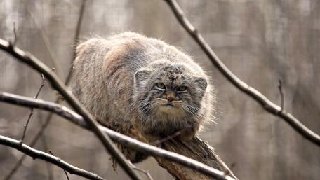 Pallas's cat wallpaper