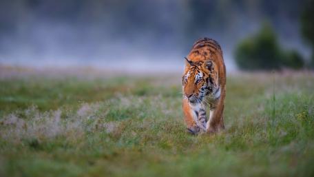 Majestic Tiger Roaming in Nature wallpaper
