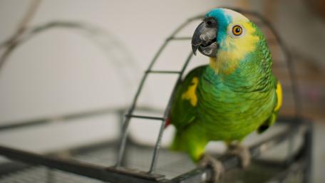 Vibrant Parrot in a Cage Viewpoint wallpaper
