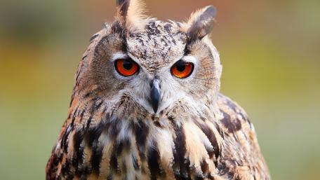 Majestic Owl With Striking Eyes wallpaper