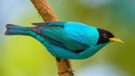 Indigo bunting wallpaper