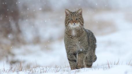 Majestic Cat in Winter Snowfall wallpaper