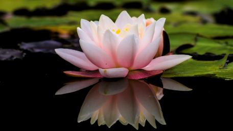 Water-lily flower reflection wallpaper