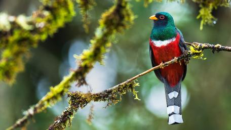 Colorful Bird Perched on a Branch in Nature's Embrace wallpaper