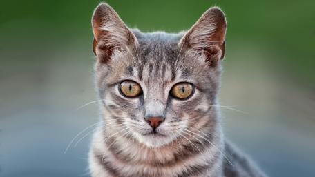 Captivating Close-Up of a Playful Cat wallpaper