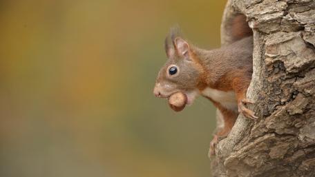 Charming Squirrel with Nut in Its Mouth wallpaper