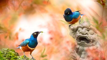 Vibrant Birds Among Nature's Beauty wallpaper