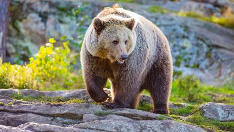 Majestic Bear in Natural Habitat wallpaper