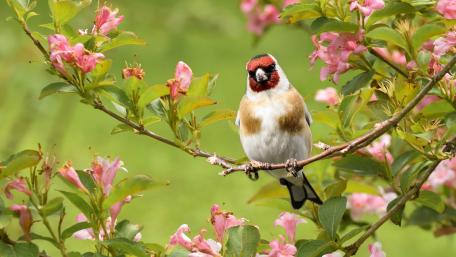Charming Goldfinch Among Blossoms in 4K Clarity wallpaper