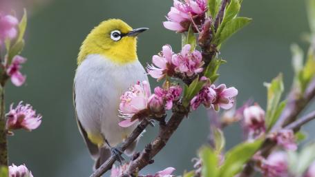 Vibrant Bird Among Blossoming Flowers wallpaper