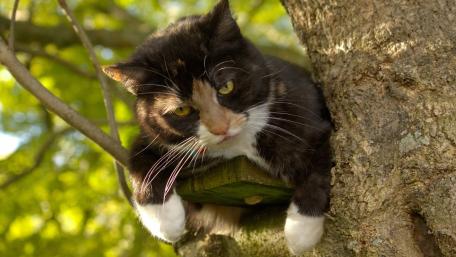 Charming Cat Relaxing in a Tree wallpaper
