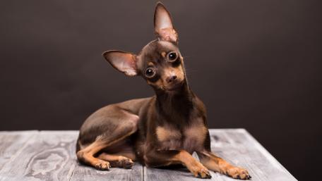 Russian Toy Terrier wallpaper