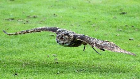 Majestic Owl in Flight Over Green Grass wallpaper