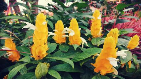 Yellow plant wallpaper