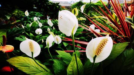 White plant wallpaper