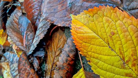 Autumn leaves wallpaper