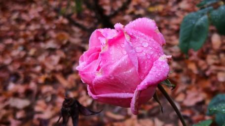 Elegant Pink Rose with Dewdrops for Your Space wallpaper