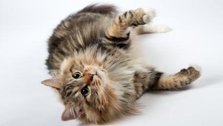 Playful Cat with Gorgeous Fur wallpaper