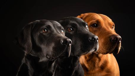 Elegant Canine Companions Displaying Loyalty and Love wallpaper