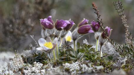 Vibrant Pulsatilla Blossoms in Spring Meadow wallpaper