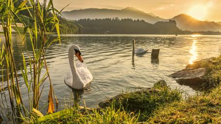 Graceful Swans at Sunrise Pond wallpaper