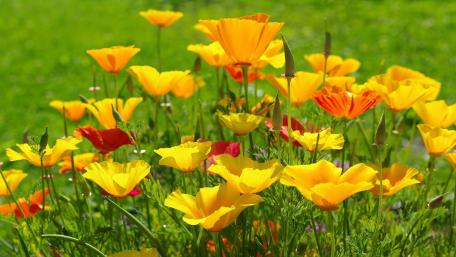 Yellow poppies wallpaper