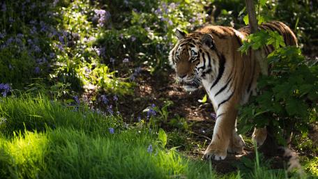 Majestic Tiger Roaming in Nature wallpaper