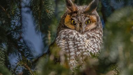 Eagle owl wallpaper