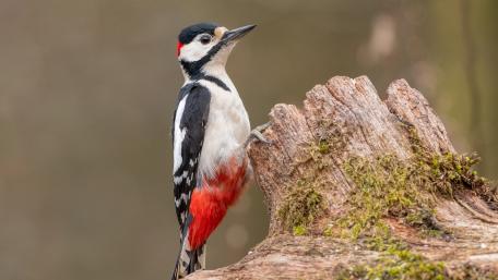Elegant Woodpecker Perched on Tree Stump wallpaper