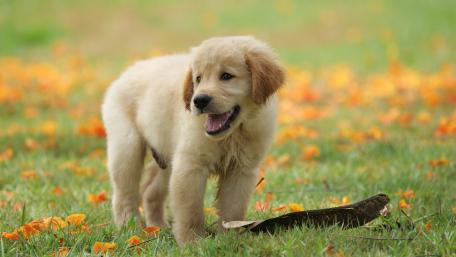 Golden Retriever in Autumn Bliss wallpaper
