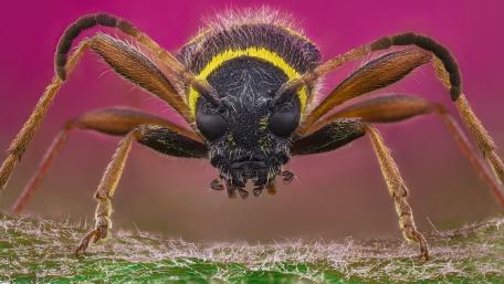 Close-Up of a Vibrant Beetle in Nature's Palette wallpaper