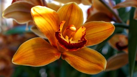 Yellow orchid wallpaper