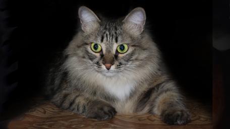 Majestic Cat with Striking Green Eyes wallpaper