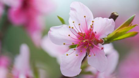 Cherry blossom wallpaper