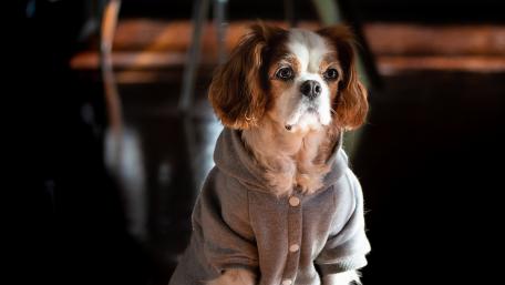 Dressed Cavalier King Charles Spaniel wallpaper