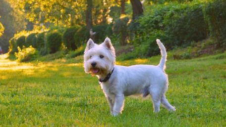 West highland white terrier wallpaper