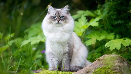 Graceful Long Haired Cat in a Natural Setting wallpaper