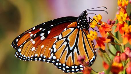 Vibrant Orange Butterfly on Colorful Flowers wallpaper