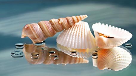 Conch reflection wallpaper